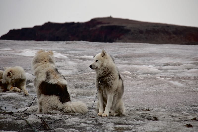 slædehunde på Grønland